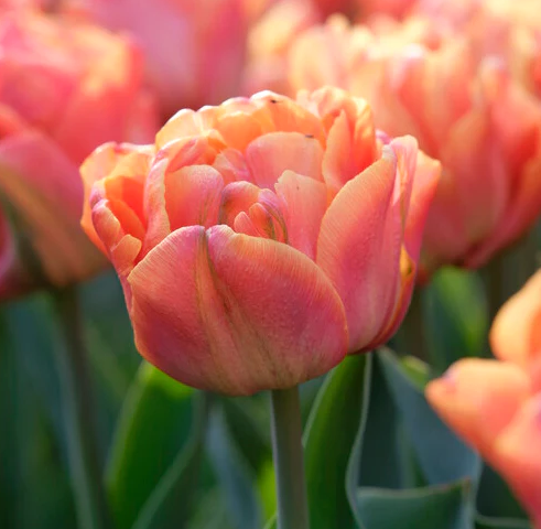 Lorenzo Peony Tulip Bulbs