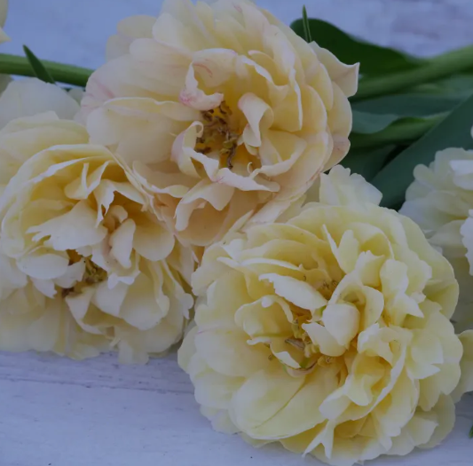 Piste Peony Tulip Bulbs bulk savings available