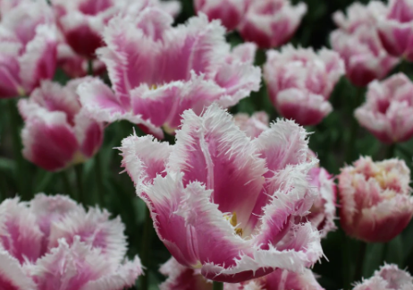 Siesta Fringed Tulip Bulbs