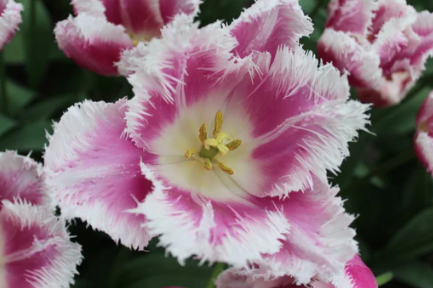 Siesta Fringed Tulip Bulbs