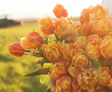 Freeman Peony Tulip Bulbs