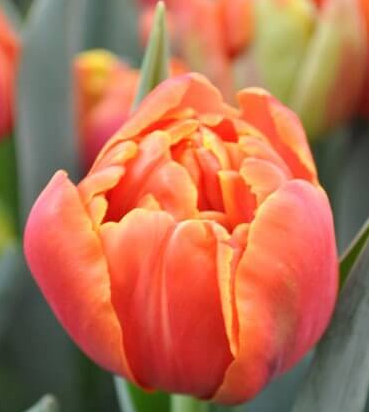 Icoon Peony Tulip Bulbs