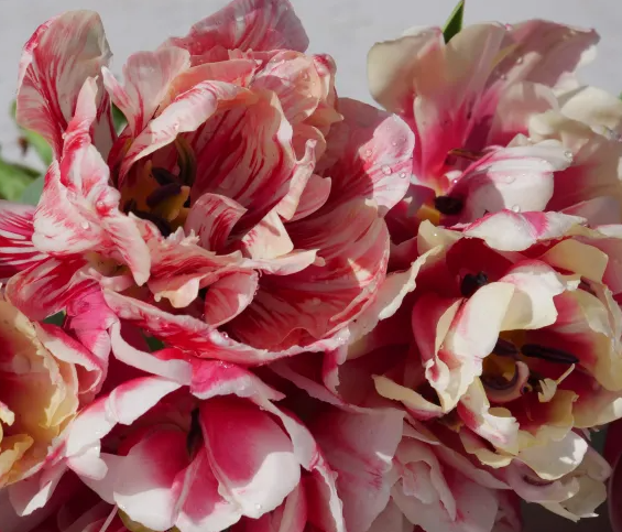 Top Lips Tulip Bulbs bulk savings available