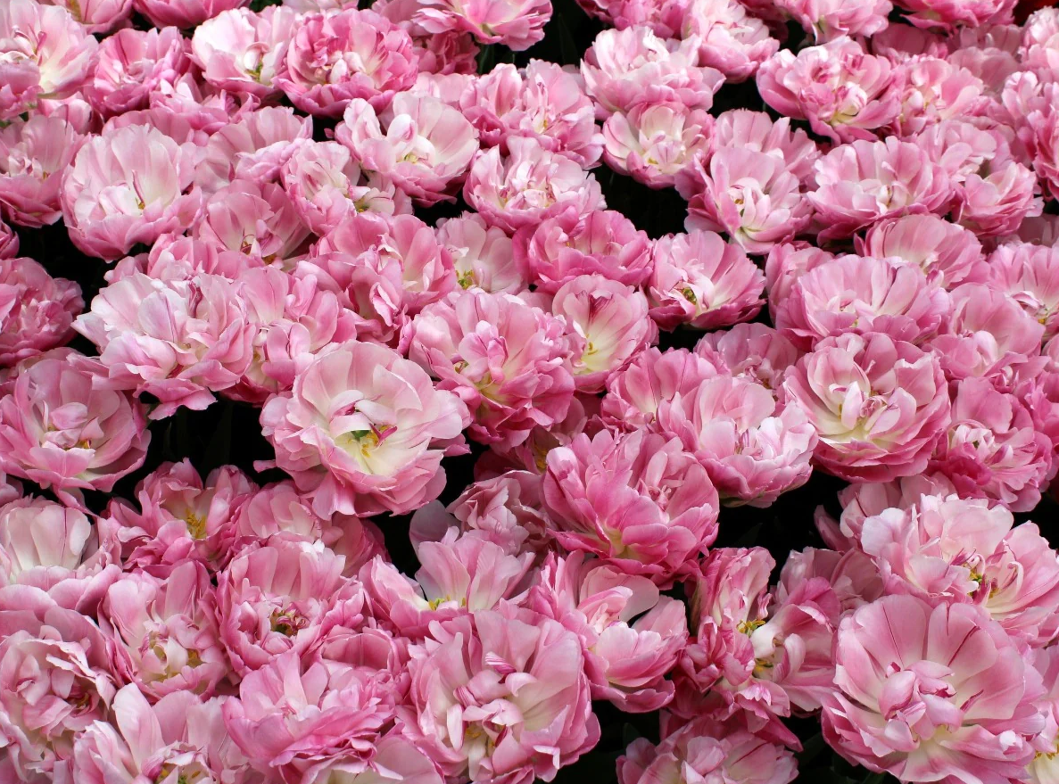 Sweet Desire Peony Tulip Bulbs