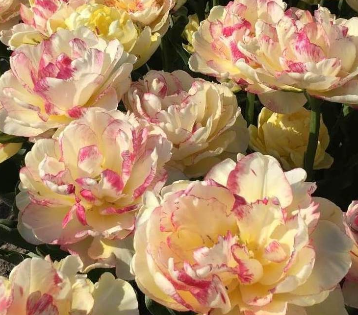 Double Shake Peony Tulip Bulbs