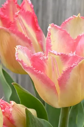 Lingerie Fringed Tulip Bulbs