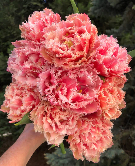Queensland Fringed Tulip Bulbs