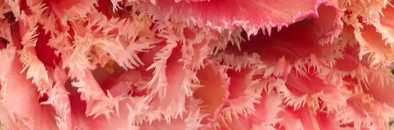 Queensland Fringed Peony Tulip Bulbs