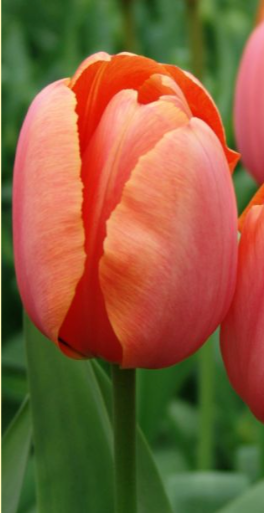 Apricot Impression Tulip Bulbs