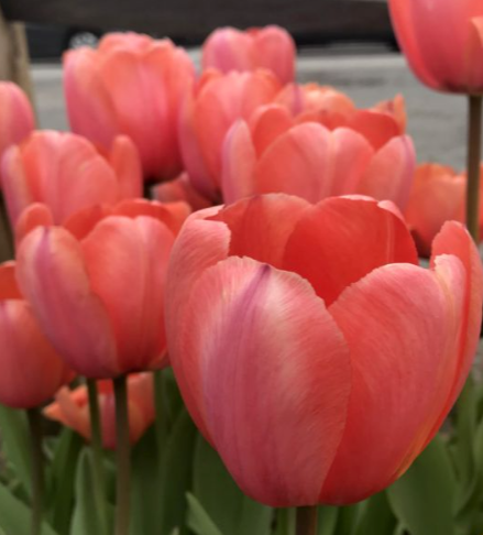 Apricot Impression Tulip Bulbs