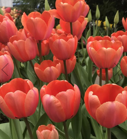 Apricot Impression Tulip Bulbs