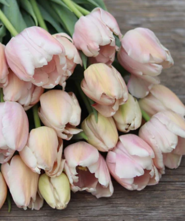 Apricot Pride Tulip Bulbs