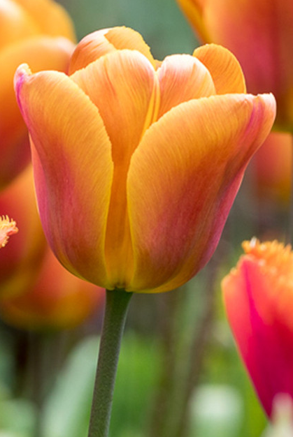 Brown Sugar Tulip Bulbs