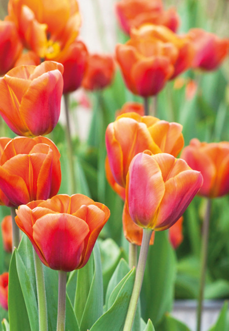 Brown Sugar Tulip Bulbs