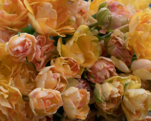 Charming Beauty Peony Tulip Bulbs