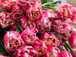 Columbus Peony Tulip Bulbs bulk savings available