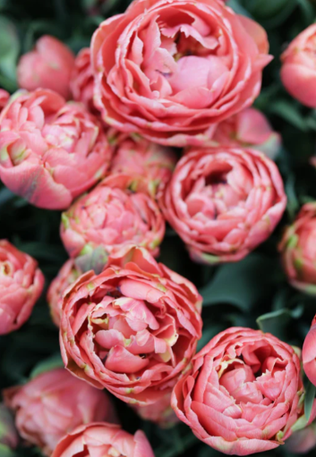 Copper Image Peony Tulip Bulbs