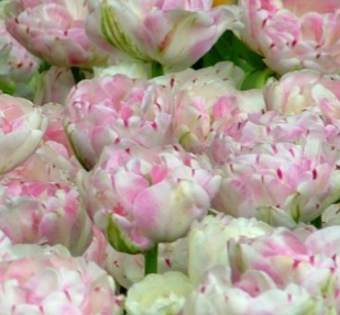 Danceline Peony Tulip Bulbs