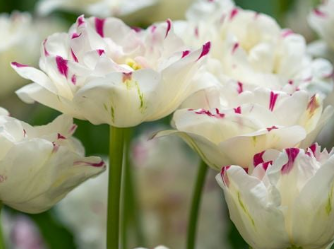Danceline Peony Tulip Bulbs