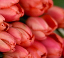 Delta Storm Tulip Bulbs