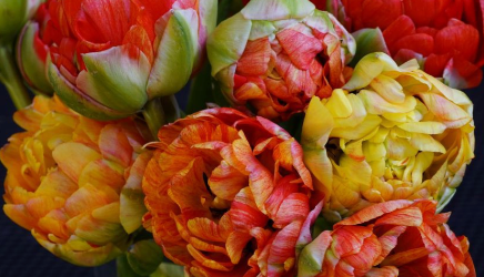 Gudoshnik Double Peony Tulip Bulbs