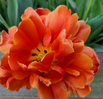 Icoon Peony Tulip Bulbs