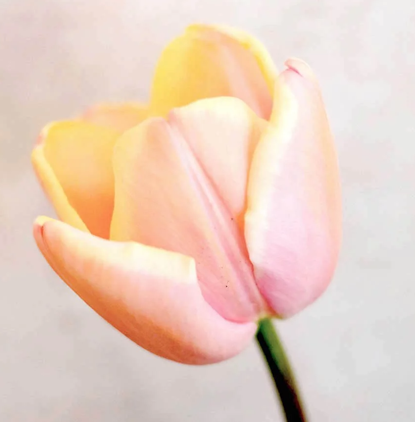 Mango Charm Tulip Bulbs