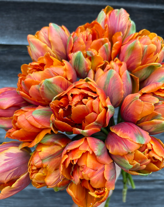 Orange Princess Peony Tulip Bulbs bulk savings available