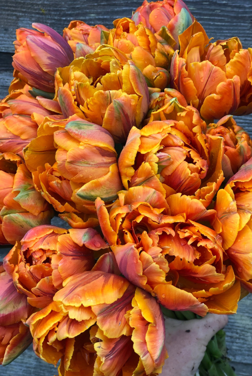 Orange Princess Peony Tulip Bulbs bulk savings available