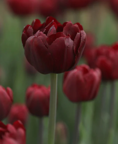 Palmyra Peony Tulip Bulbs