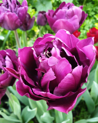Saigon Double Peony Tulip Bulbs