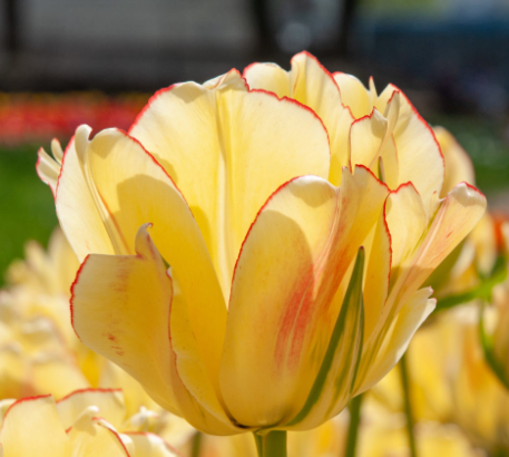 Akebono Peony Tulip Bulbs bulk savings available