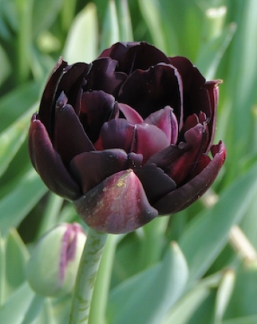 Designer's Dream Collection Nuit Late Bloomers