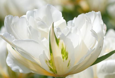 Designer's Dream Collection Long Stem Pastels Early/Mid