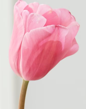 Designer's Dream Collection Long Stem Pastels mid/late