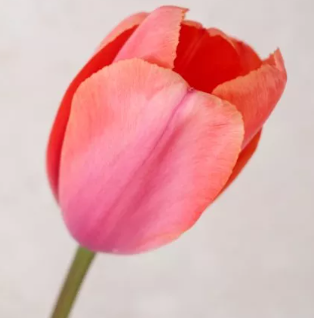 Designer's Dream Collection Long Stem Pastels mid/late