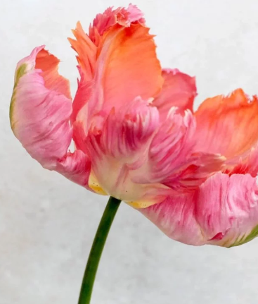 Designer's Dream Collection Opulent Copper Mid Season