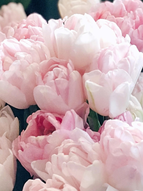 Dreamer Peony Tulip Bulbs bulk savings available