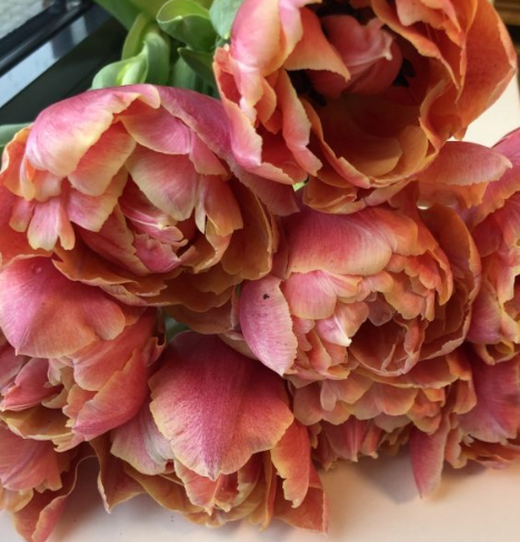 Verona Sunrise Tulip Bulbs bulk savings available