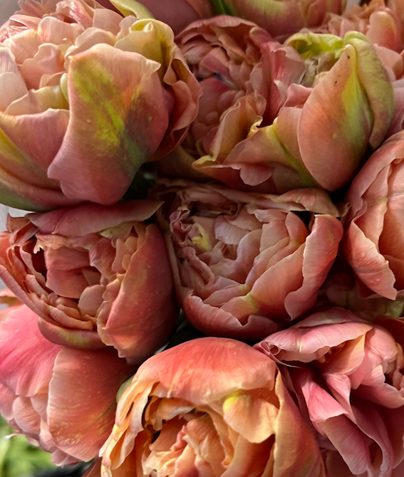 Verona Sunrise Peony Tulip Bulbs