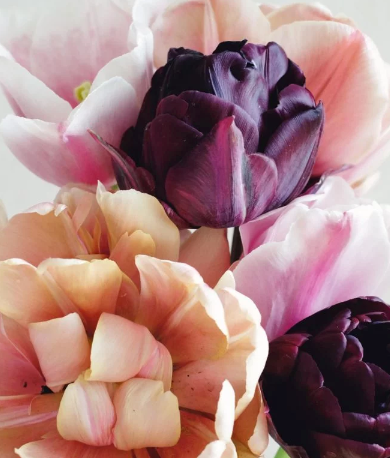 Designer's Dream Collection La Belle Mystic Late Bloomers