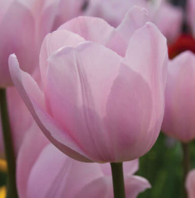 Designer's Dream Collection La Belle Mystic Late Bloomers