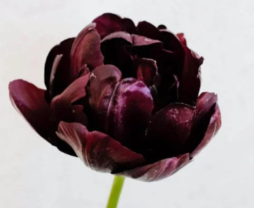 Designer's Dream Collection La Belle Mystic Late Bloomers