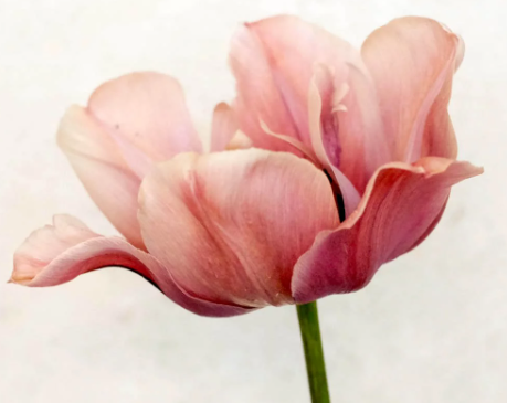 Designer's Dream Collection La Belle Mystic Late Bloomers