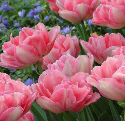 Foxtrot Peony Tulip Bulbs