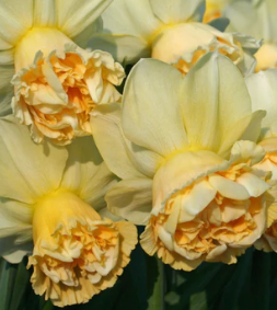 Art Design Daffodil Bulbs