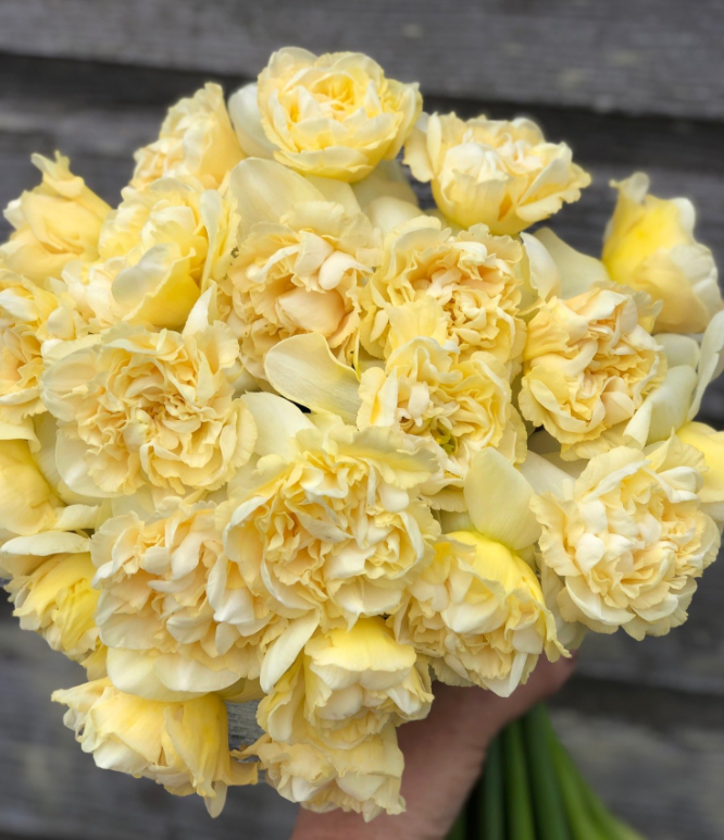 Art Design Daffodil Bulbs