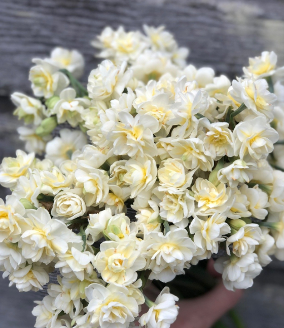 Erlicheer Daffodil Bulbs