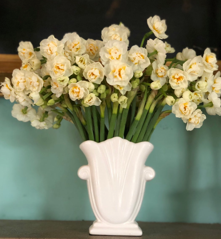 Erlicheer Daffodil Bulbs
