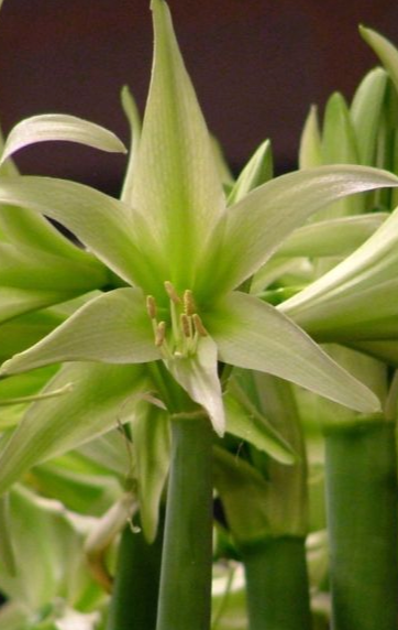 Evergreen Spider Type (Cybister) Amaryllis Bulb